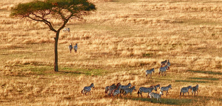 Visumvereisten voor paspoorthouders van België die reizen naar Tanzania